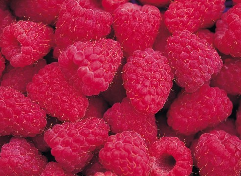 高科技农业种植草莓
