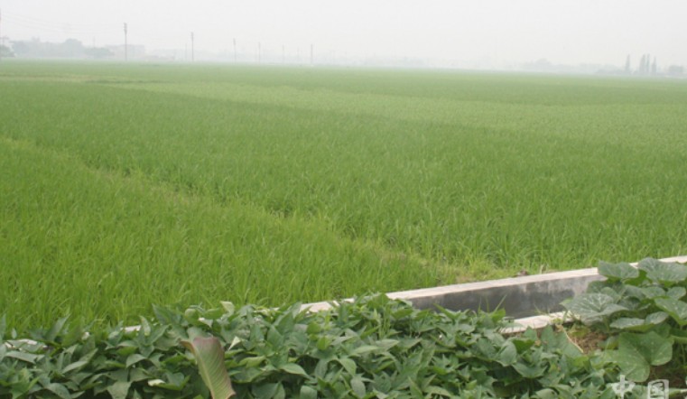 农业水稻种植前景