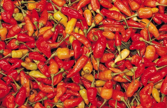农业种植的收获红辣椒