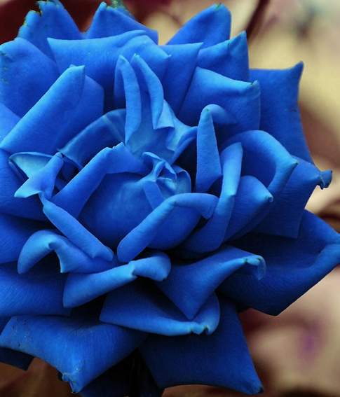 天然蓝玫瑰一种转基因的玫瑰品种