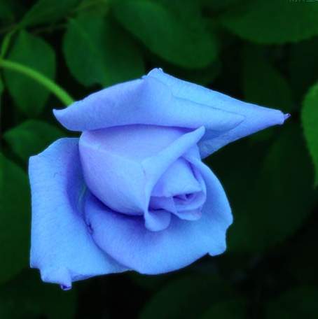 用一种对人体无害的染色剂和助染剂调合成的蓝玫瑰