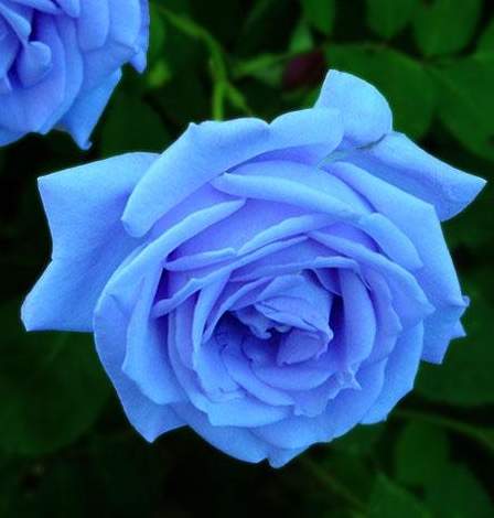 蓝玫瑰因其色彩华贵而一直为人们所梦想的花朵