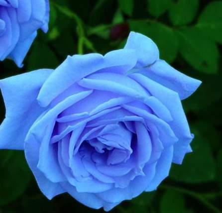 世界首个转基因蓝玫瑰它的蓝色接近藕荷色更显清纯娇媚
