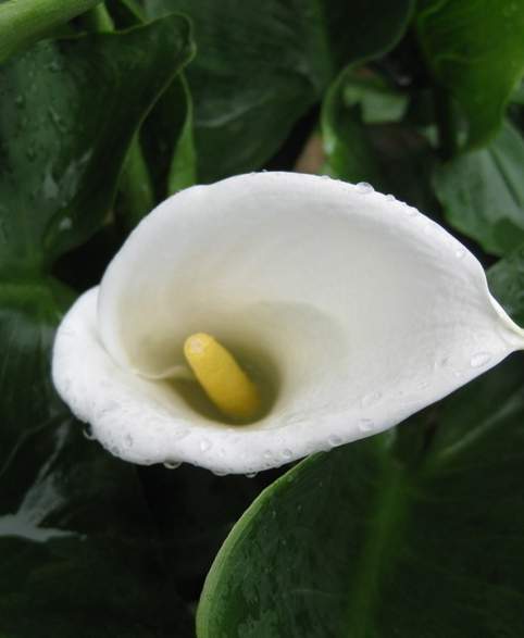 马蹄莲是天南星科马蹄莲属的一种球根花卉