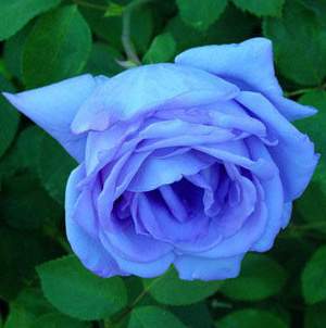 一种转基因的玫瑰品种蓝玫瑰