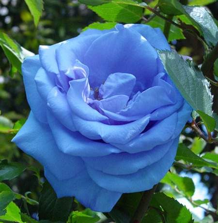 让花像吸水一样将色剂吸入进行染色的蓝玫瑰