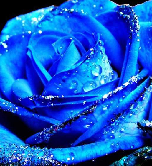 天然蓝玫瑰是一种转基因的玫瑰品种