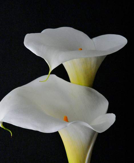 白色马蹄莲清雅而美丽它的花语是忠贞不渝