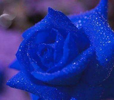 用一种对人体无害的染色剂和助染剂调合成的蓝玫瑰