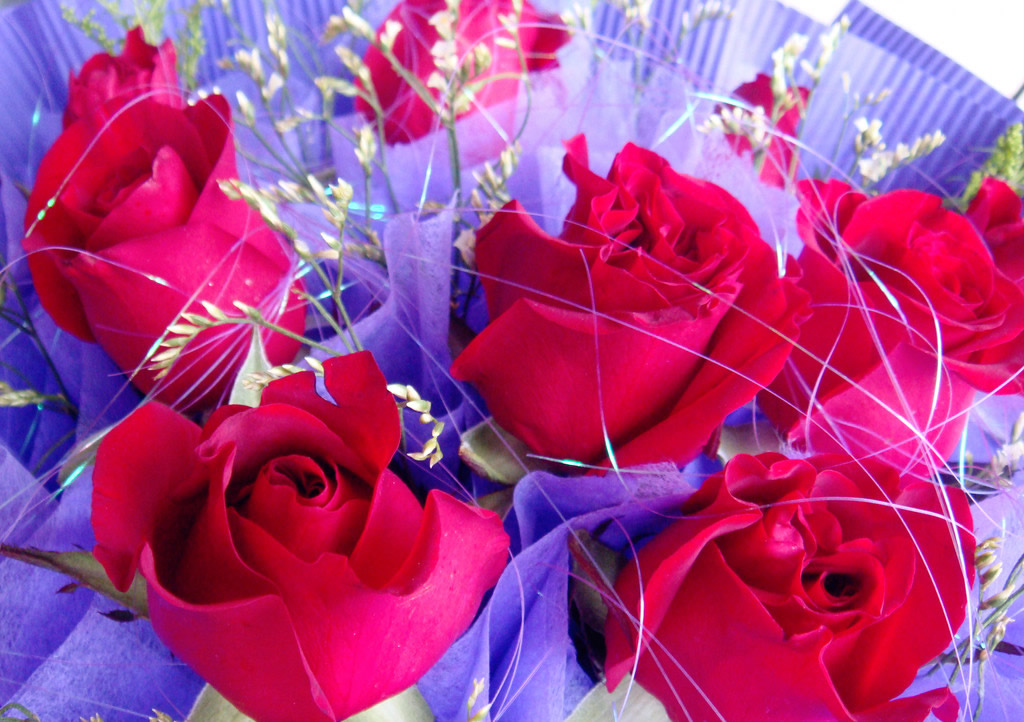 玫瑰花图片 彰显美丽和爱情